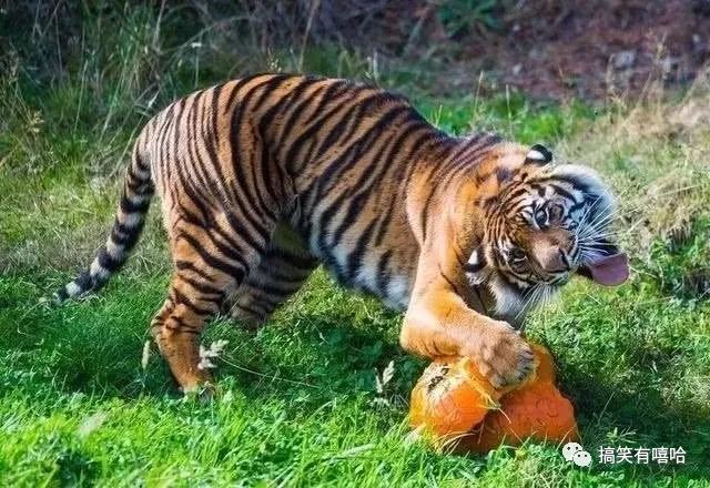 beat365平台入口|2015广州白云区初中如何选？-2015广州小升初(图4)