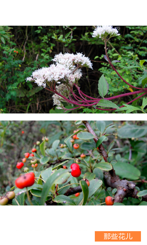 ‘beat365平台入口’南阳市方城县独树五中举办“家校共育推进会”(图1)