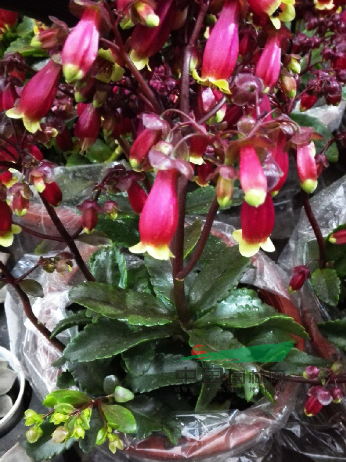 源汇区外国语小学举行青少年法治教育讲座-beats365(图1)